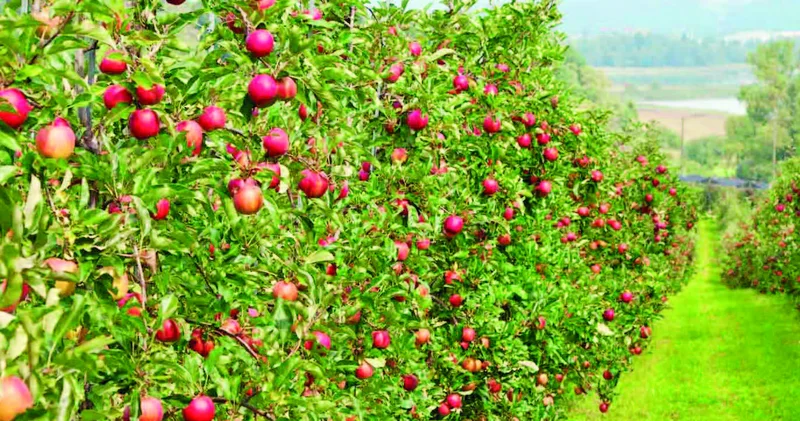 Subsidiyalaşdırılma bağlarda bolluq yaradır