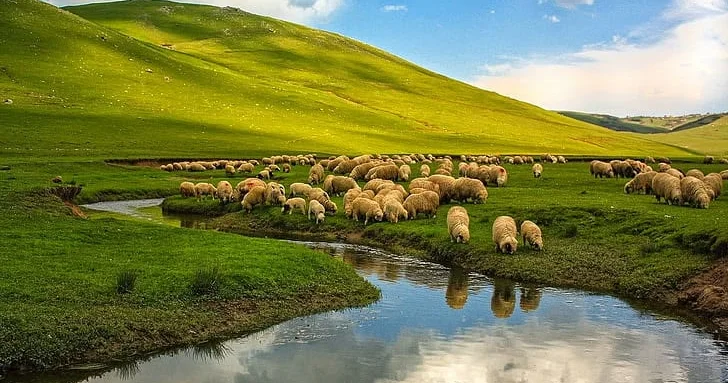 Göygöldə örüş sahələri ilə bağlı şikayətə Bələdiyyədən REAKSİYA!