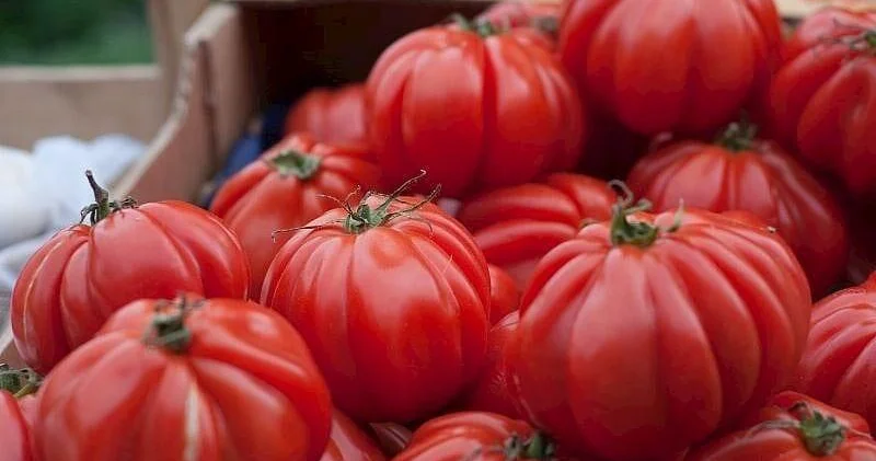 Yumşalmış pomidoru dəyərləndirməyin ən ləzzətli yolları