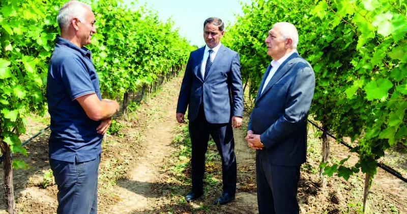 Tovuzda üzümçülük dirçəldilir