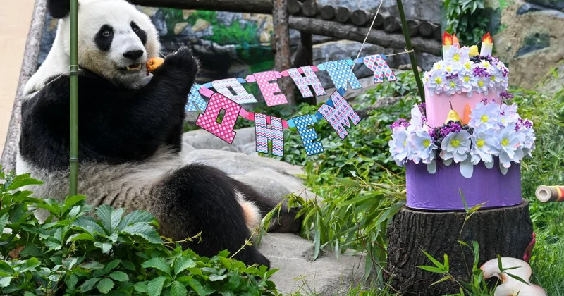 Moskva Zooparkında Panda Katyuşanın ad günü keçirilib FOTOLAR