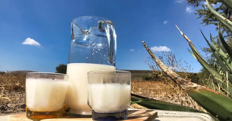 Unudulmuş möcüzəvi QİDA İmmuniteti gücləndirir, allergiyanı azaldır FOTO