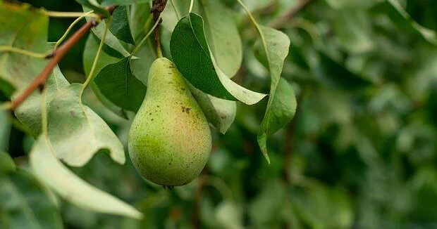 Назван улучшающий здоровье сердца недорогой продукт