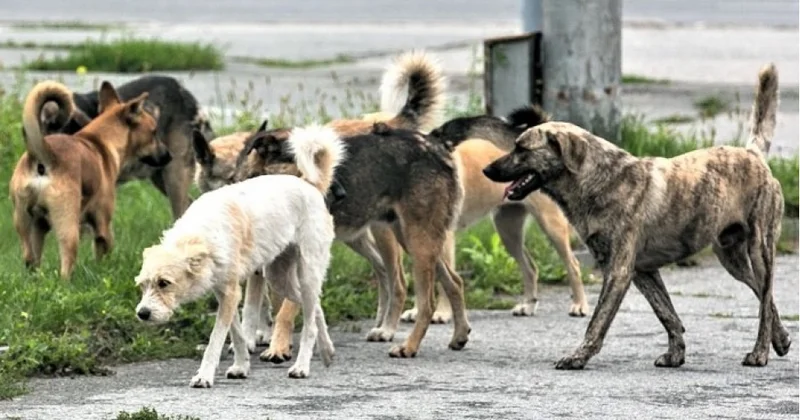 Kimindir hürr küçələr: bizim, ya itlərin?