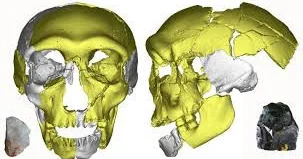Череп из Китая переворачивает теорию происхождения человека