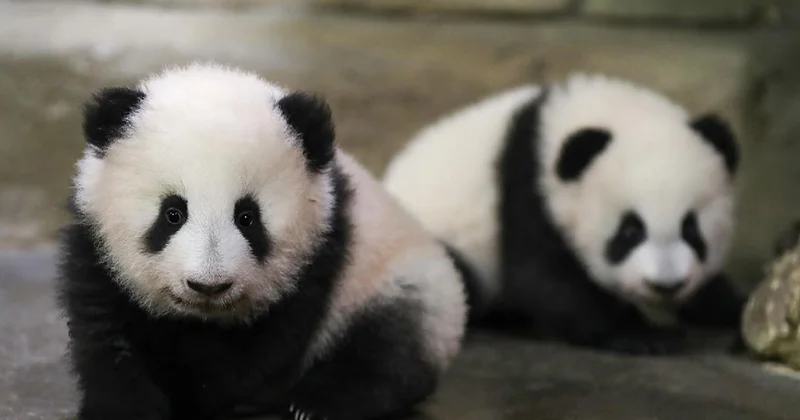 Panda diplomatiyası geri döndü
