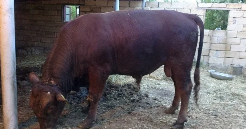 14 manata ət təklif etdik, qəssab almadı Fermerdən şikayət