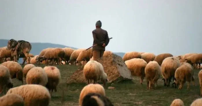 Ermənistan sərhədini keçən çoban təhvil verildi
