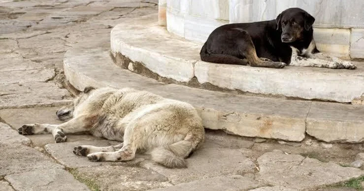 Türkiyədə sahibsiz heyvanlarla bağlı qərar icra edildi 81 vilayətdə...