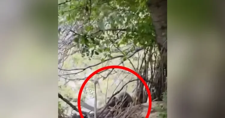 Ordubadda ayı sakinlərə hücum etdi VİDEO