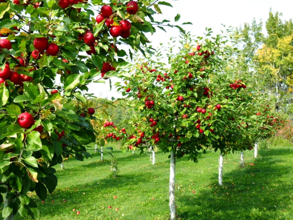 Azərbaycanlı sahibkarlar Dağıstanda meyvə bağları salacaqlar