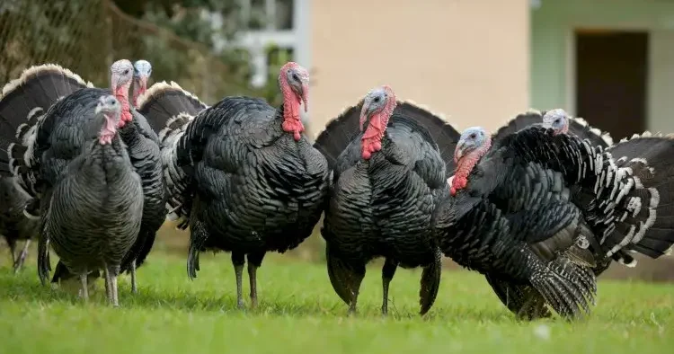 Paylamaq üçün nəzərdə tutulan 500 hinduşka oğurlandı