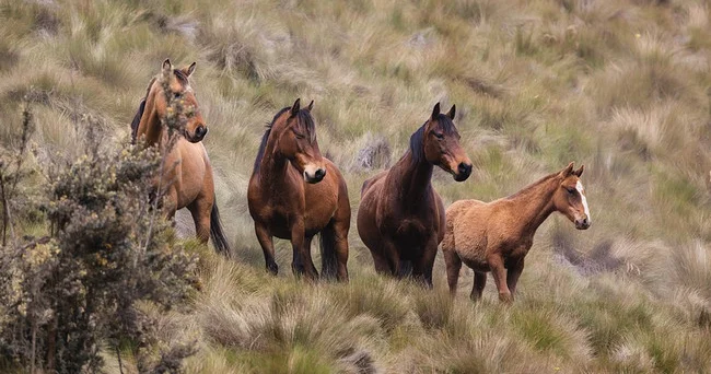 Baytar Cansu Məmmədova: Atlar zəhərə qarşı həssasdır, ancaq digər heyvanlara nisbətən daha dözümlüdür
