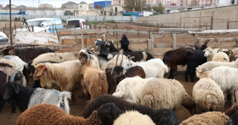 Heyvan bazarını AQTA bağlatdırıb Bəs nə vaxt açılacaq?