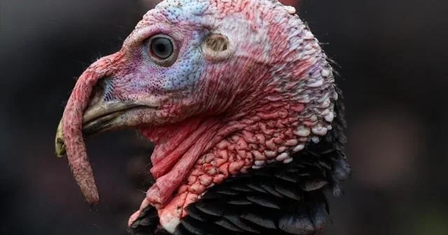 ABŞ də Şükran Günü CİNAYƏTİ: Yüzlərlə hinduşka oğurlandı