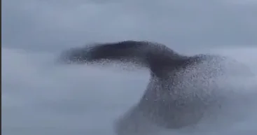 Танец скворцов в небе Анкары ВИДЕО