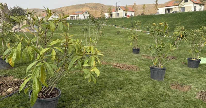 В Джебраильском районе высадили более тысячи деревьев