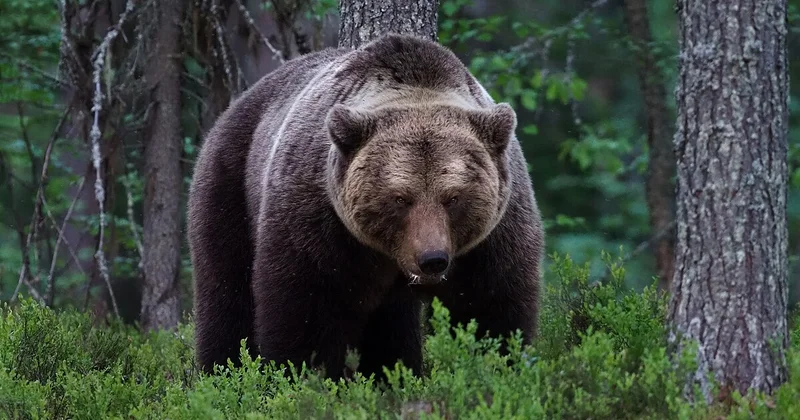 Kəlbəcərdə vəhşi heyvan təsərrüfata HÜCUM ETDİ