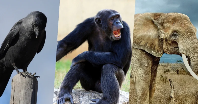 Dünyanın ən ağıllı 10 heyvanı: Onların zəkası bəzən insanı belə üstələyir (FOTO)