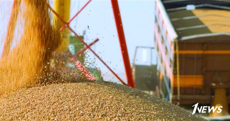 Казахстан увеличил поставки зерна в Азербайджан в 25 раз