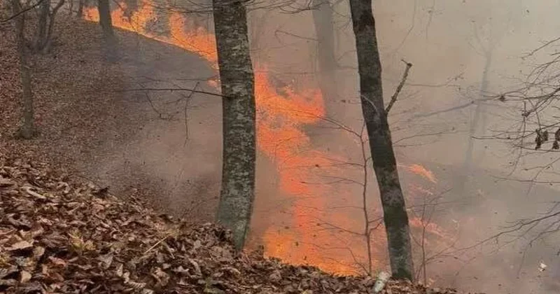 Ermənistanda genişmiqyaslı yanğın Tavuş istiqamətinə yayılıb, helikopterlər cəlb olunub