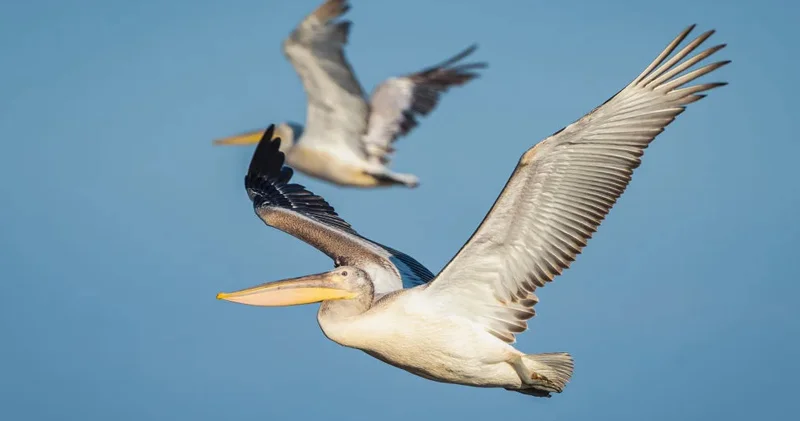 Göy nəhəngləri: Dövrümüzün 5 ən böyük quşu (FOTO)
