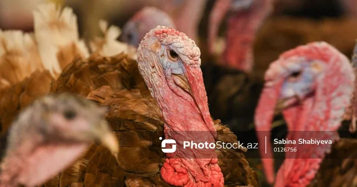Предновогодний бум в Баку: цены на домашнюю птицу взлетели вместе со спросом