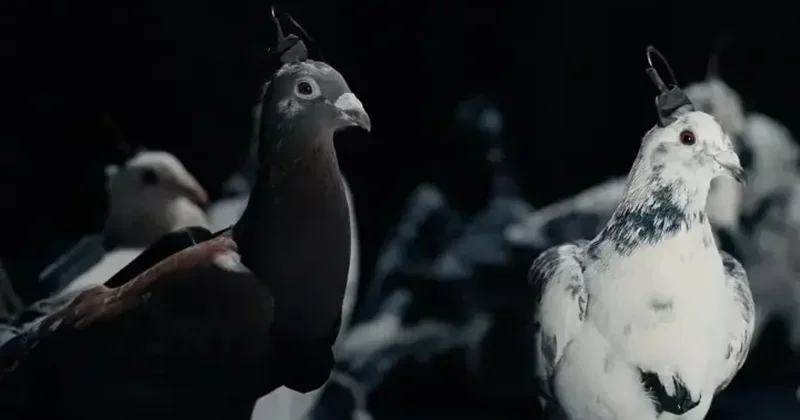 Rusiya casusluq üçün bio dron göyərçinlər hazırlayıb