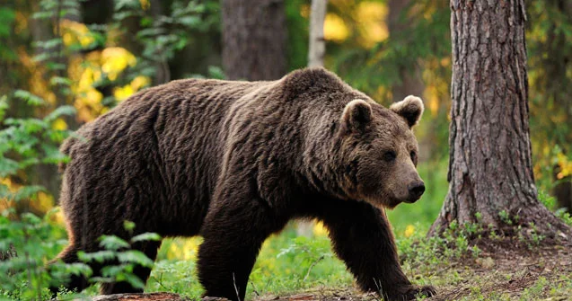 Kəlbəcərdə ayı hücumu 2 heyvanı parçaladı