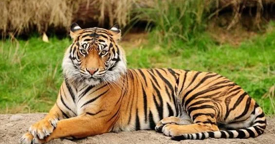 Pələng 65 yaşlı qadını parçaladı