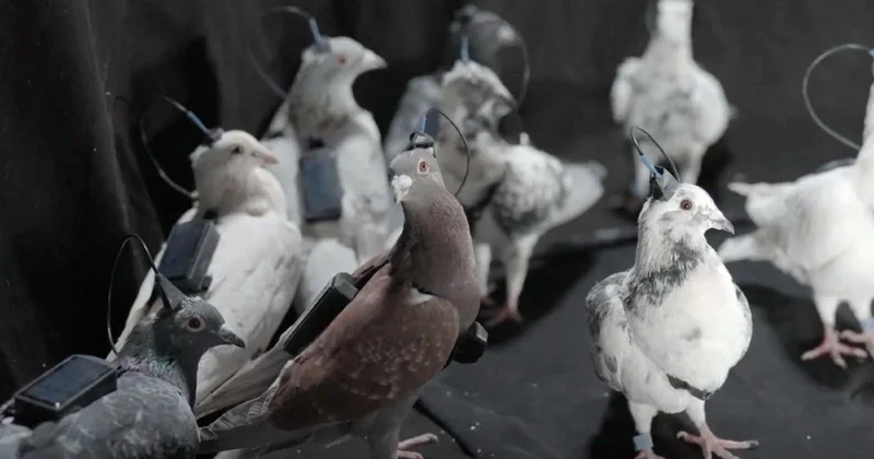Разработанный в России нейрочип заставляет голубей менять курс Minval Politika
