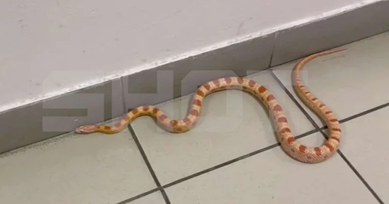 Rusiyada mənzilə ilan girdi Ev sahibi əskiyə oxşatdı VİDEO