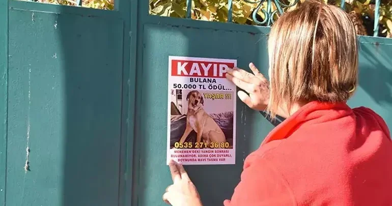  “Yaşar”ı tapana 50 min mükafat verəcək