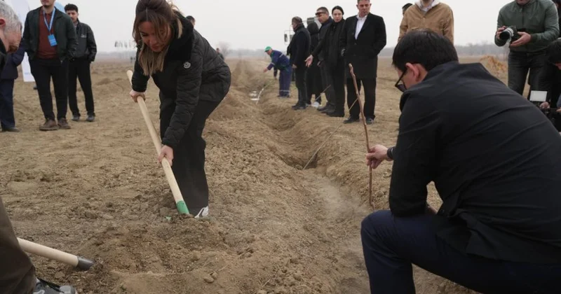 Naxçıvanda ağacəkmə aksiyası keçirilib
