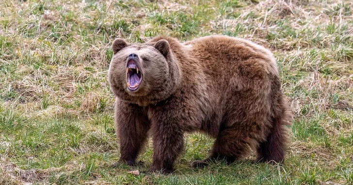 В Кельбаджаре медведь напал на хозяйство и растерзал двух животных