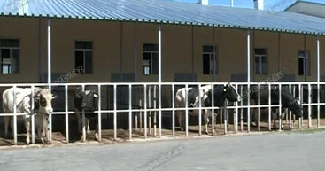 Heyvan bazarlarının dayanması bölgələrdə gərginlik yaradıb Bərpa prosesindən nə xəbər var?