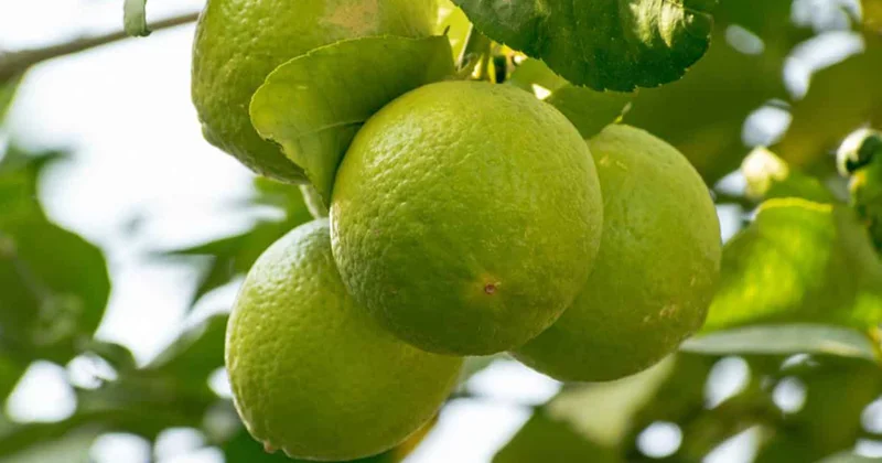 Çay deyil, meyvədir