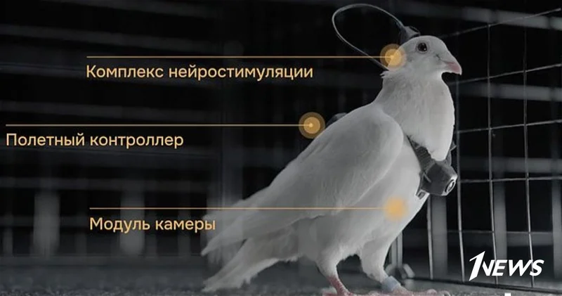 В России представили первых голубей биодронов