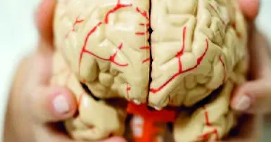 Cavan qalmaq üçün beyin...