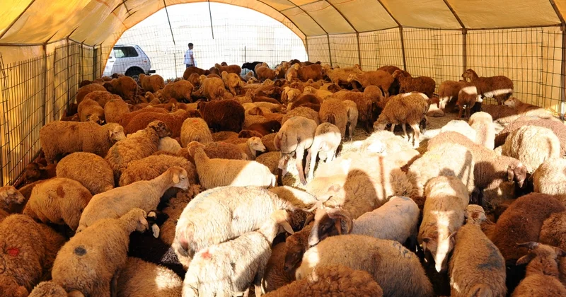 Ölkədə 14 heyvan bazarı yenilənir prosesin detalları