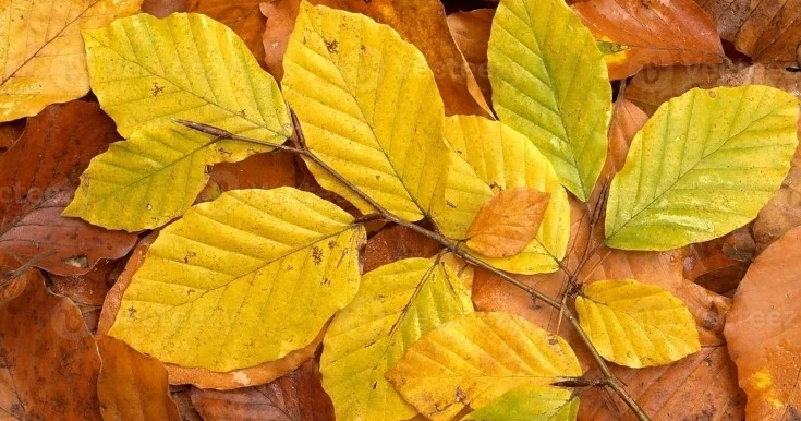 Noyabrda niyə temperatur normadan yüksəkdir?