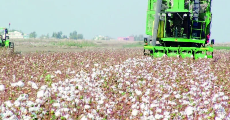Torpaqdan göyərən halallıq