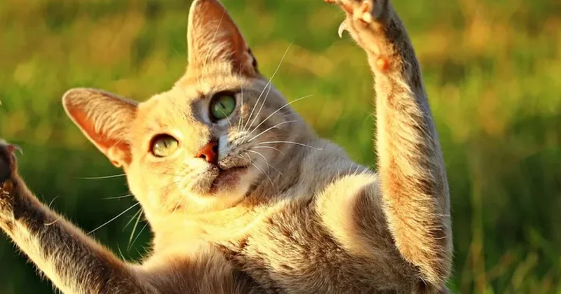 Bu ölkə vəhşi pişikləri tamamilə məhv etməyi planlaşdırır