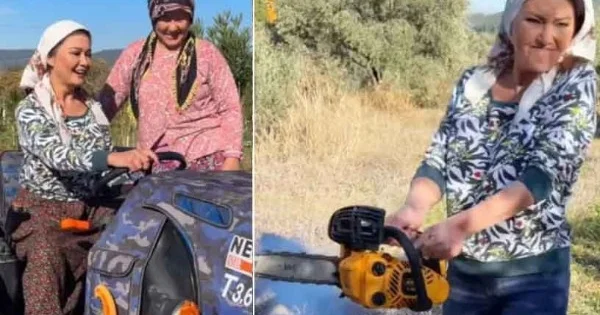 Traktor sürdü, zeytun topladı Nurgüldən maraqlı paylaşım (VİDEO)