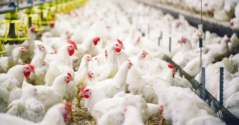 Bilmədiyiniz maraqlı 10 fakt: Dünyada toyuqların sayı insanlardan çoxdur!