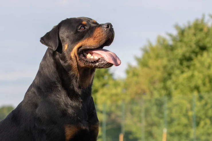 Rottweiler itlərinin aqressiyasını necə idarə etmək olar?