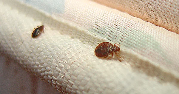 Təyyarədə kişini taxtabiti dişlədi