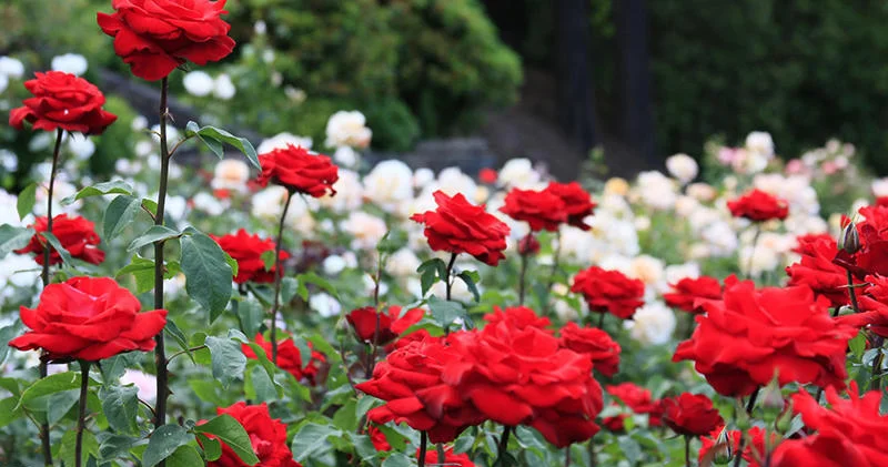 Привычный цветок оказался источником полезных для здоровья соединений