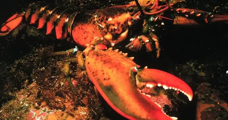 ABŞ də 400 min dollarlıq lobster partiyası oğurlandı