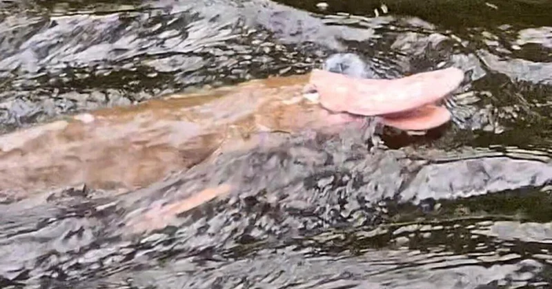 Мужчина сфотографировал редчайшего розового утконоса во время рыбалки